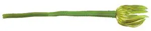 Yum Shakalicious Worm – 5-Inch, F2 Formula, Melon Pie Scent